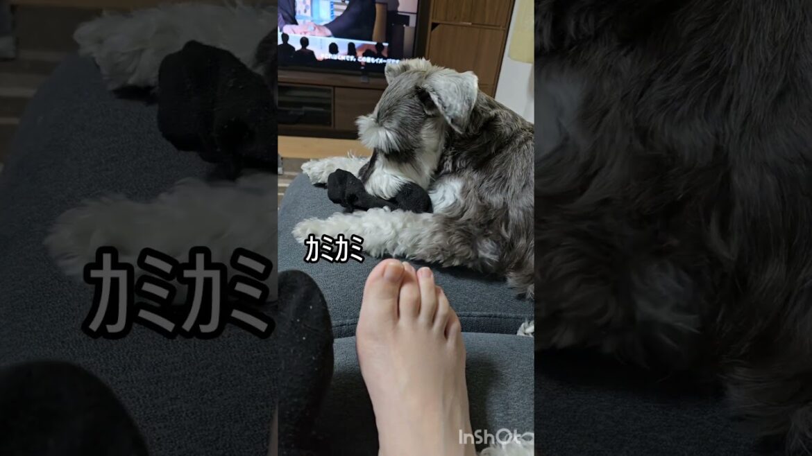うちのシュナウザーの獲物は… #ミニチュアシュナウザー #miniatureschnauzer  #シュナウザー  #schnauzer #シュナウザーのいる暮らし  #いぬのいる暮らし