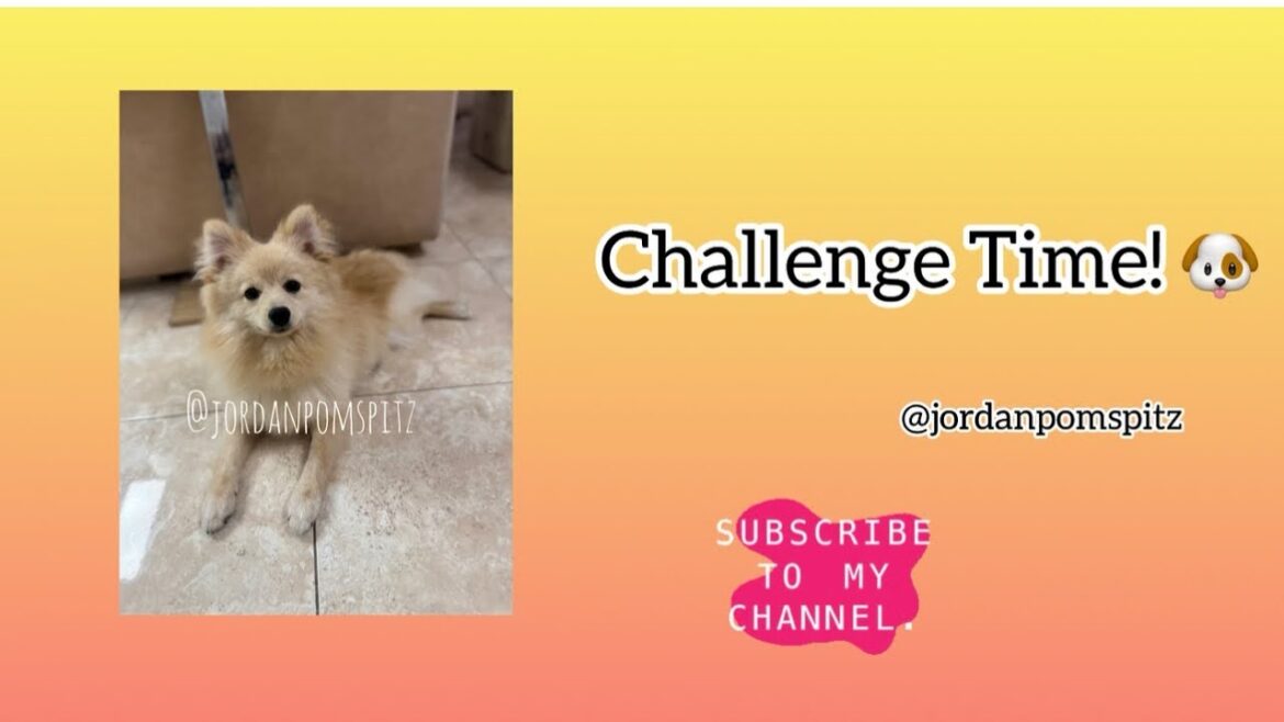 Dog treat challenge | Jordan Pom Spitz