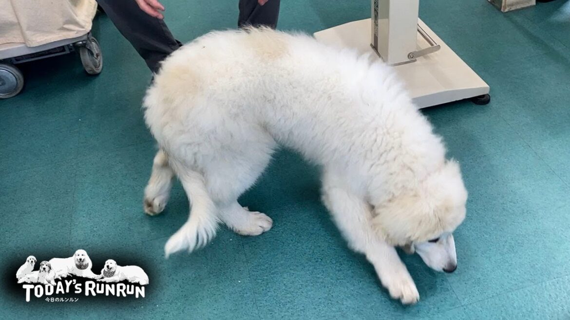 三回目のワクチンを打ち外の世界への準備が整ったリリーです　Great Pyrenees　グレートピレニーズ