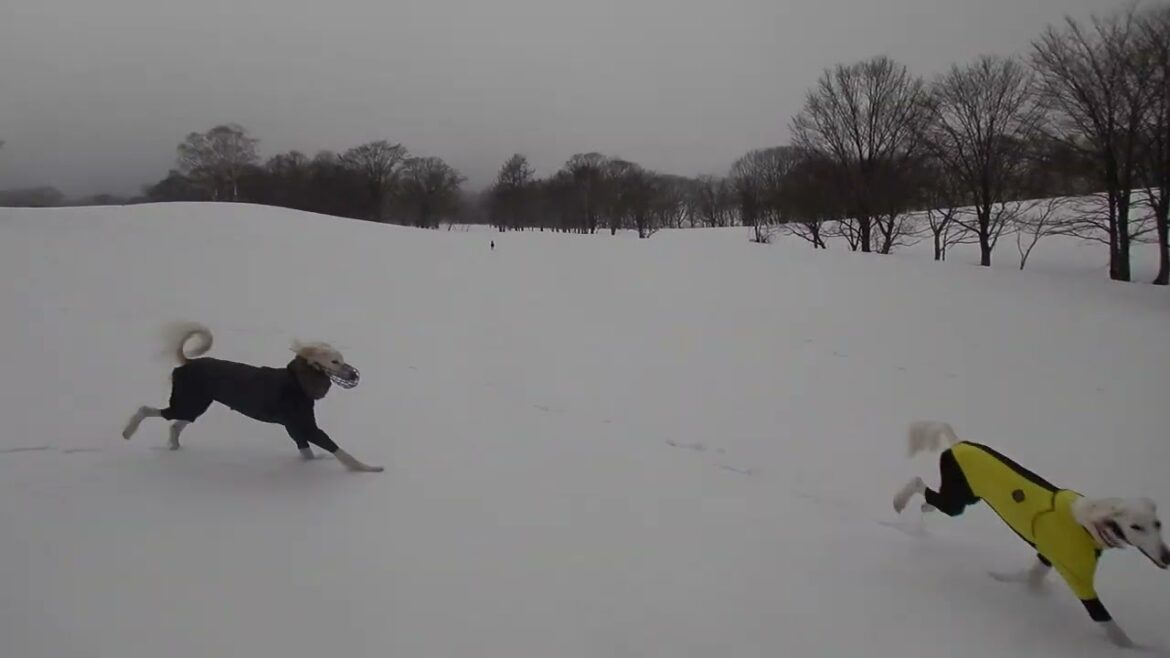 雪原の四方八方からご帰還サルーキ達🐾（Saluki）