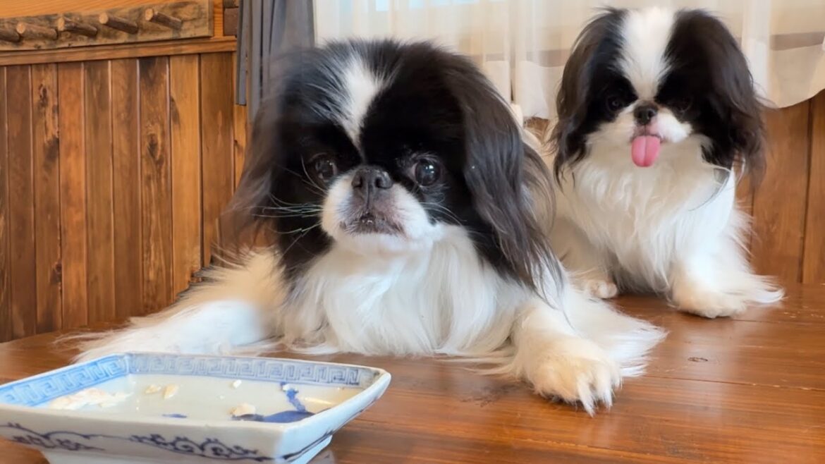 大好きな鶏ささみが全く足りなかった時の狆の反応が...笑