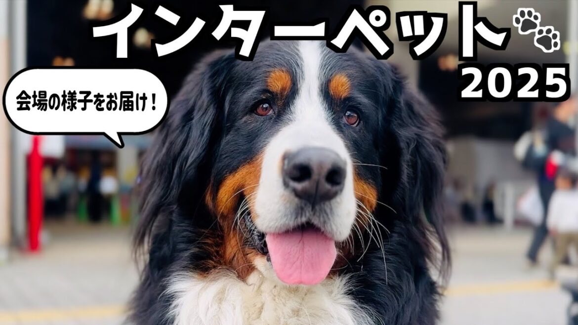 【インターペット2025】バーニーズマウンテンドッグと行く日本最大級のペットイベント🐾