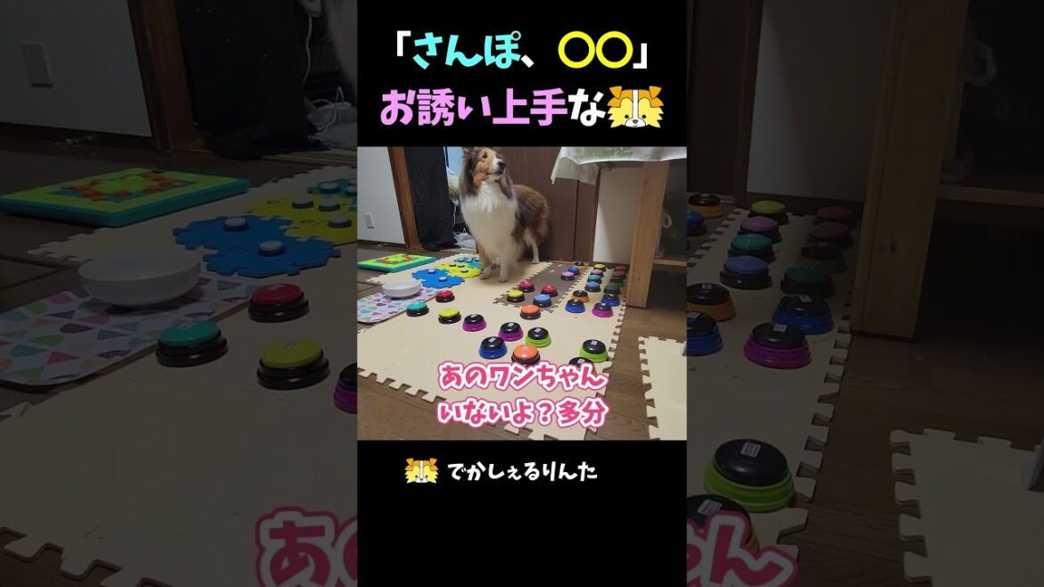 「さんぽ、〇〇」お誘い上手なシェルティ【会話ボタンでしゃべる犬】 #shorts #犬 「さんぽ、〇〇」お誘い上手なシェルティ【会話ボタンでしゃべる犬】 #shorts #犬