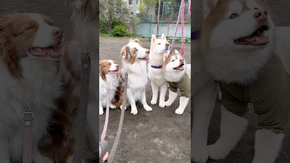 久しぶりの再会に大興奮な犬達が可愛い😂w【ボーダーコリー・オーストラリアンシェパード・ハスキー】#shorts