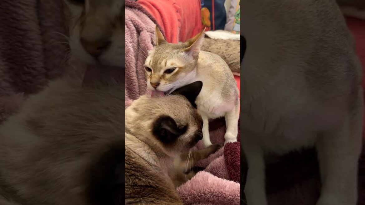 同居猫にペロペロされて気持ちよさそうだったのに急にペシッとして追いやっちゃうたぬき猫なのにゃ♪ #cat #シンガプーラ #トンキニーズ#たぬき猫#singapura#tonkinese