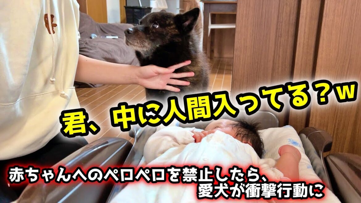 【賢い犬】赤ちゃんへのペロペロを禁止にしたら甲斐犬が衝撃行動にw