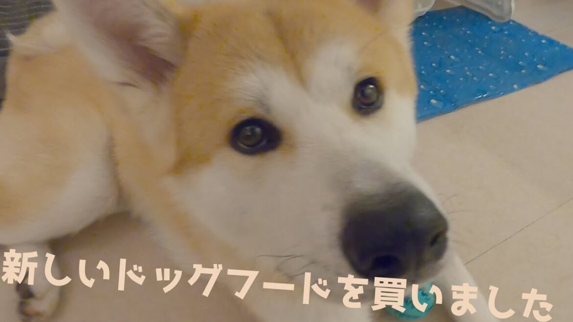 【秋田犬】新しいドッグフードを買いました！【akita dog】