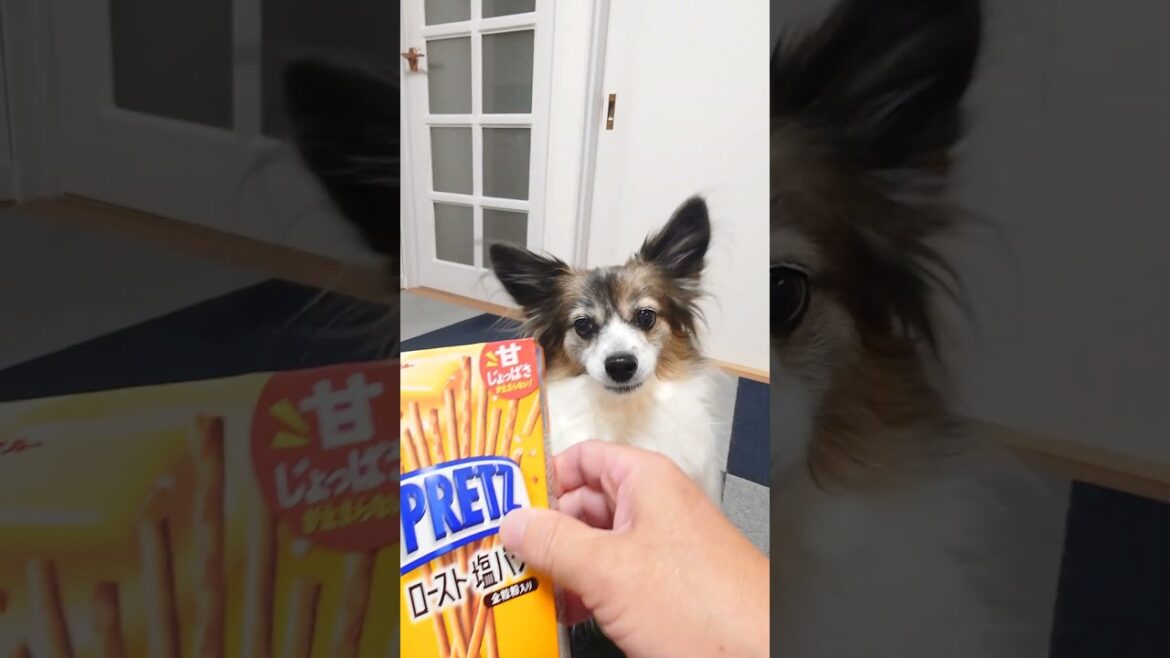 空箱におやつで犬は大喜び #犬のおやつ #犬のいる生活 #パピヨン