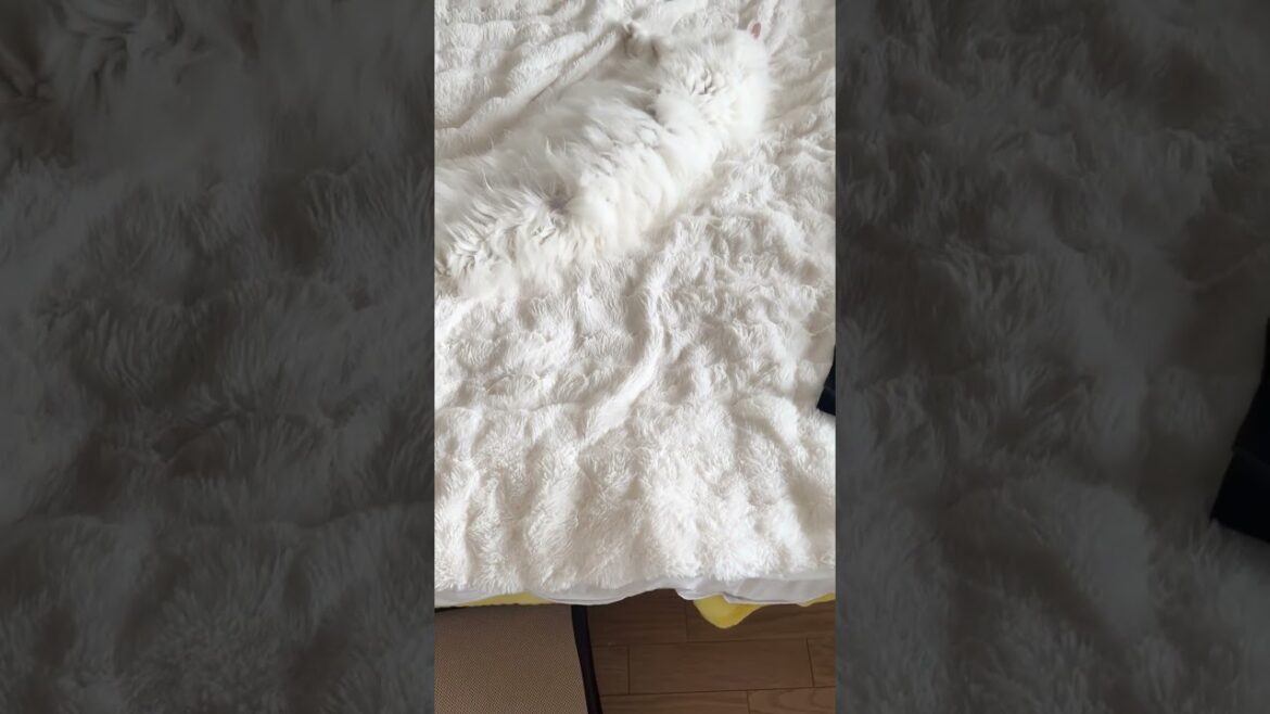 ラガマフィン白猫を探せ‼️見つかった方は高評価お願いします👍　#ragamuffin #shortvideo #cat#ラガマフィン #白猫 #ねこのいる暮らし