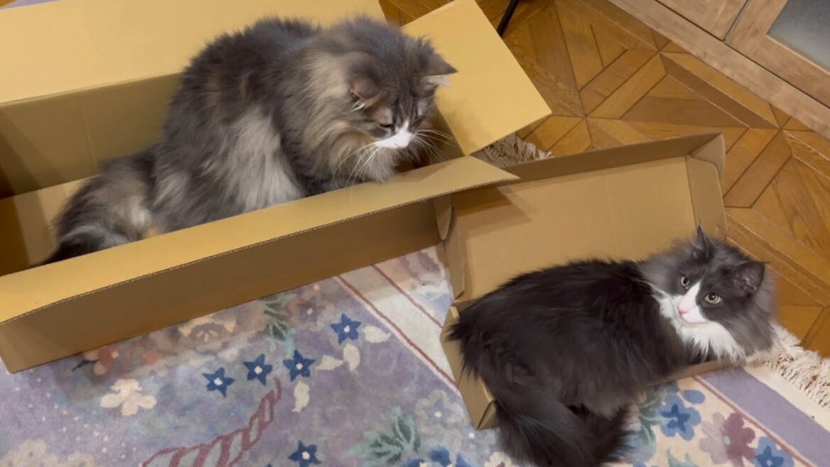 【無邪気♪】いろんな箱に入って遊んじゃう、ノルウェージャンフォレストキャットとターキッシュアンゴラ♡