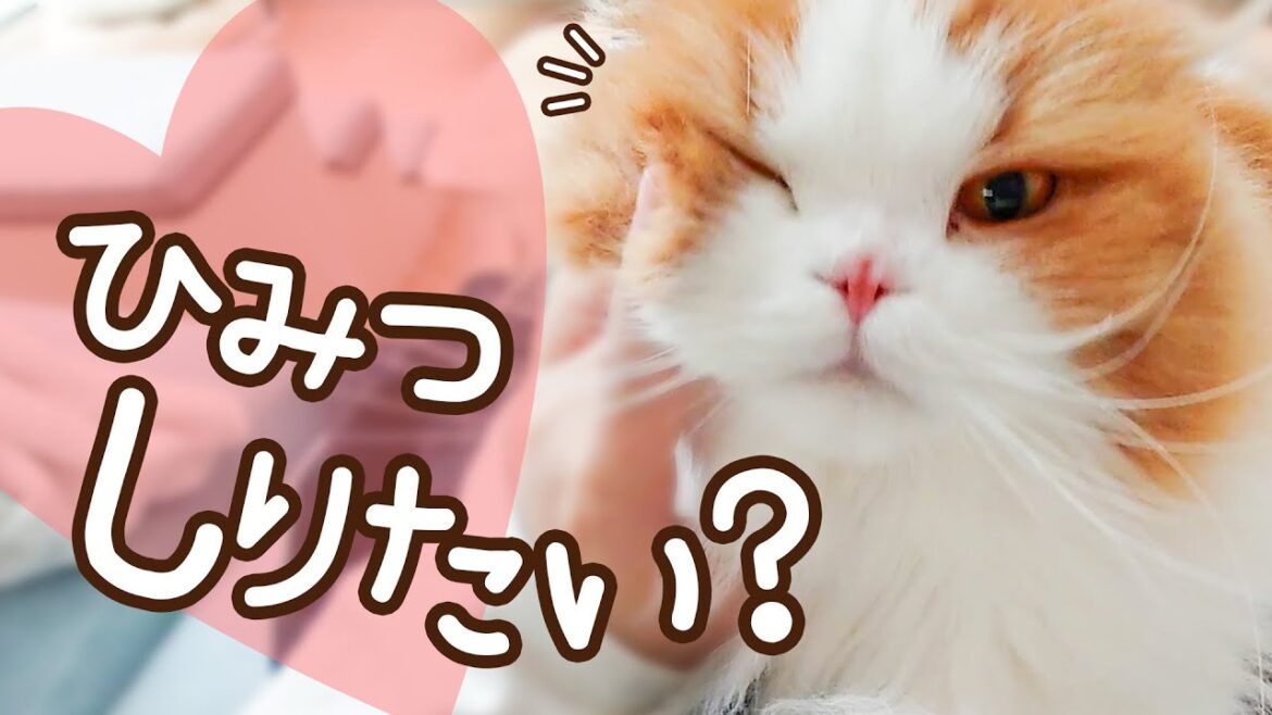 ふうたにはみんなに可愛がられるための作戦があるんです