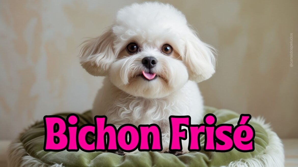 Bichon Frisé ‐ O Cãozinho MAIS FOFO🐶🐾💖🐕#bichonfrise