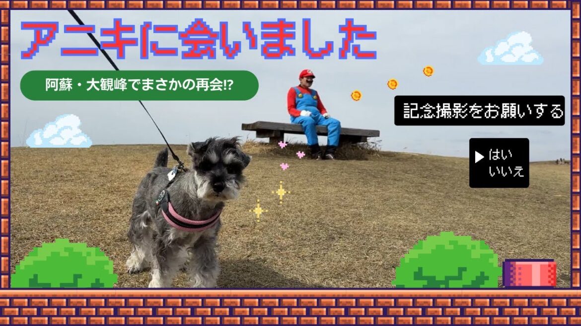 【ミニチュアシュナウザー】レミオと行く阿蘇の旅|大観峰でマリオ兄貴に遭遇!? 【ミニチュアシュナウザー】レミオと行く阿蘇の旅|大観峰でマリオ兄貴に遭遇!?