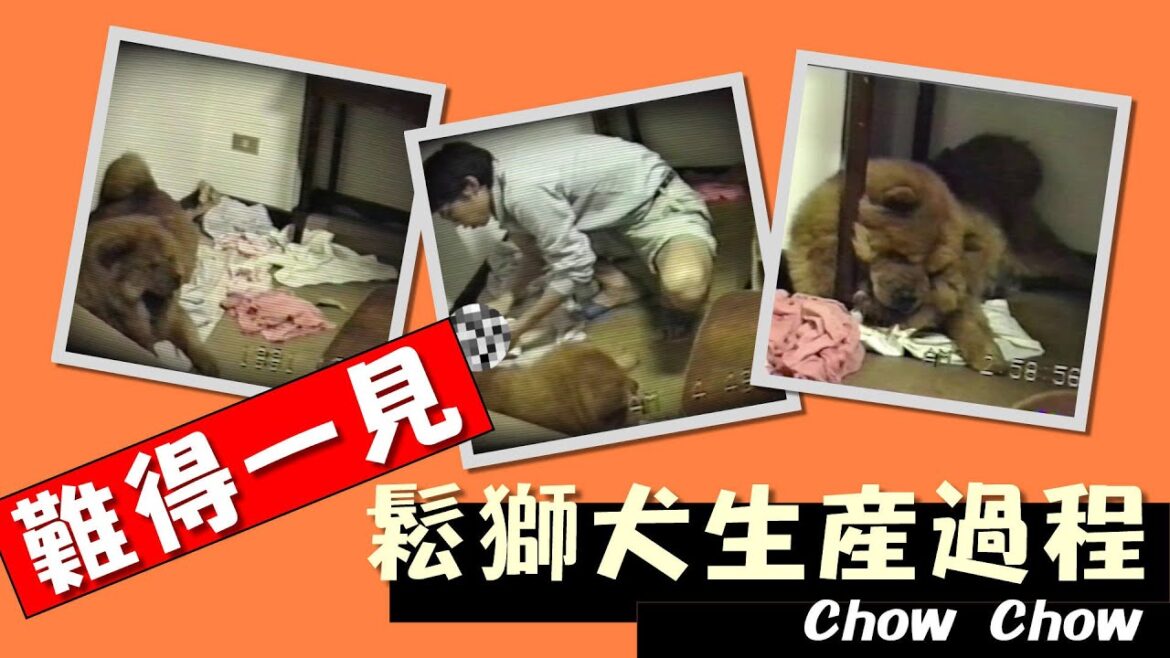 鬆獅犬生產的珍貴過程/1991年，用V8攝影機記錄下！30多年來難得一見，絕對不能錯過！