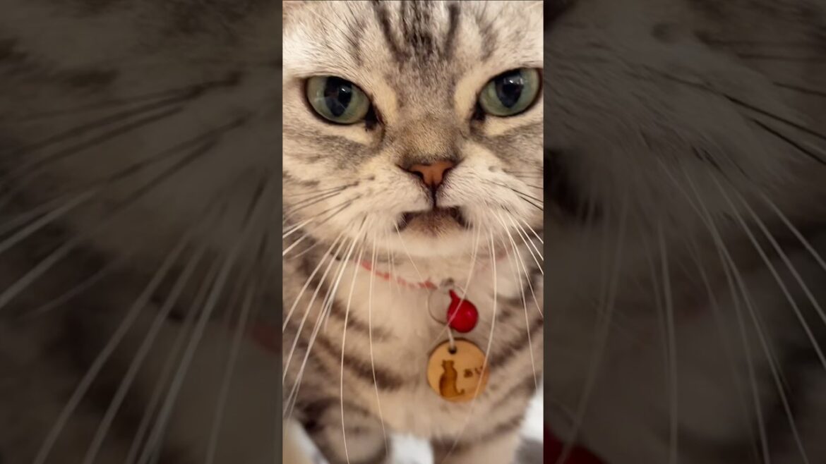 どアップで美川さんになる猫 #猫 #アメリカンショートヘア #shorts