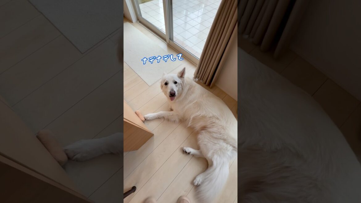 ナデナデしてもらう場所もこだわりがある大型犬【ホワイトシェパード】　#shorts