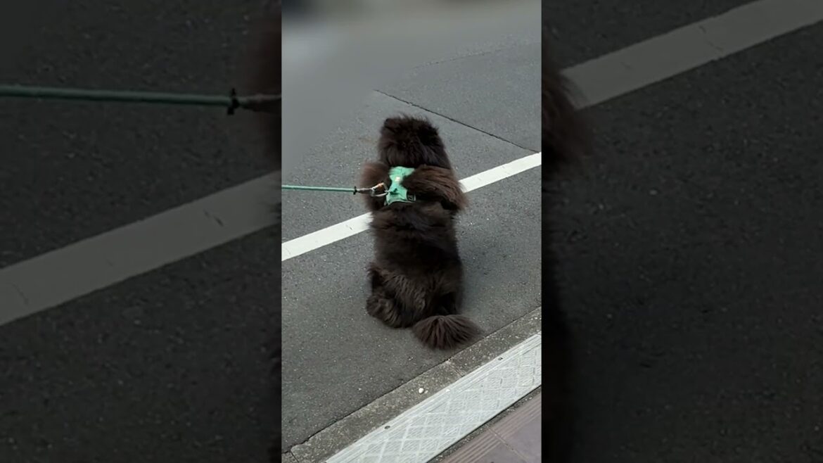 それぞれの散歩スタイル【チャウチャウ】【多頭飼い】【大型犬】＃Shorts