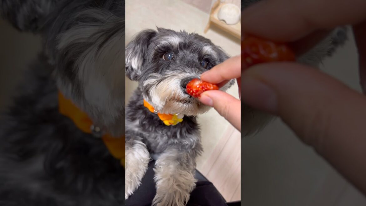 いちご🍓とマナちゃん #可愛い #dog #犬のいる生活 #シュナウザー #ミニチュアシュナウザー #いやし #癒し #ミニシュナ #シュナ #いぬのいる暮らし #わんこ #わんわん #わんちゃん