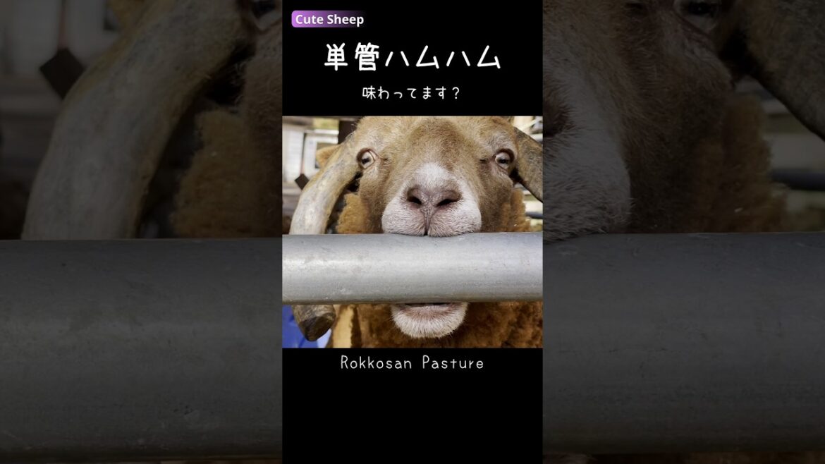 単管ハムハムする羊【六甲山牧場】 #shorts #sheep #羊