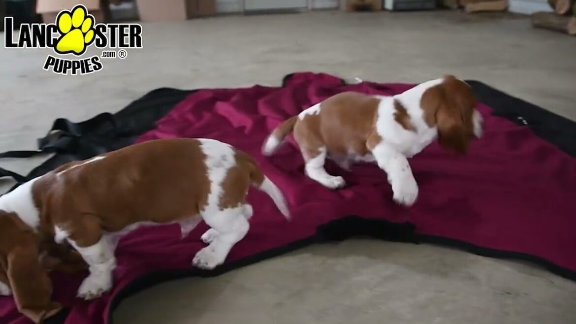 Cute Basset Hound Puppies