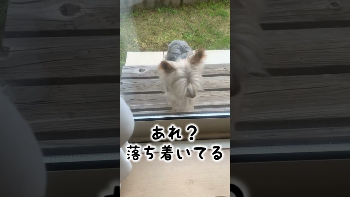 9歳ヨーキーにおとずれた驚きの変化とは