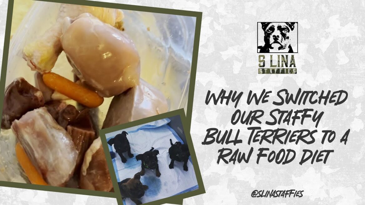 Switched Staffy Bull Terriers To Raw Food Diet 🥩 | Benefits Over Kibble!