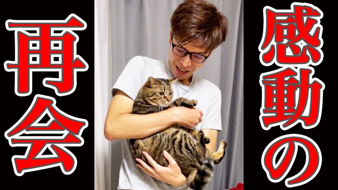 【感動】2日ぶりに再会を果たした、飼い主と猫 #Shorts 【感動】2日ぶりに再会を果たした、飼い主と猫 #Shorts