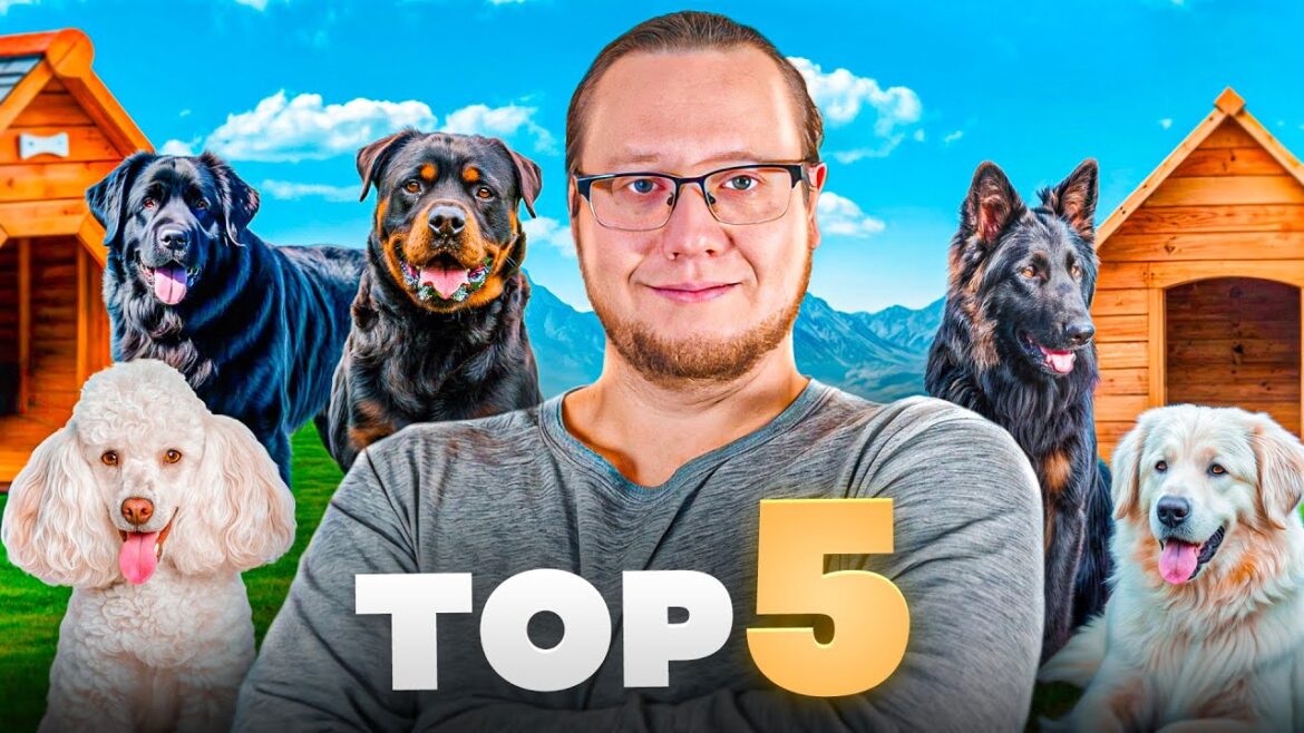 TOP 5 des GRANDS chiens à ADOPTER !