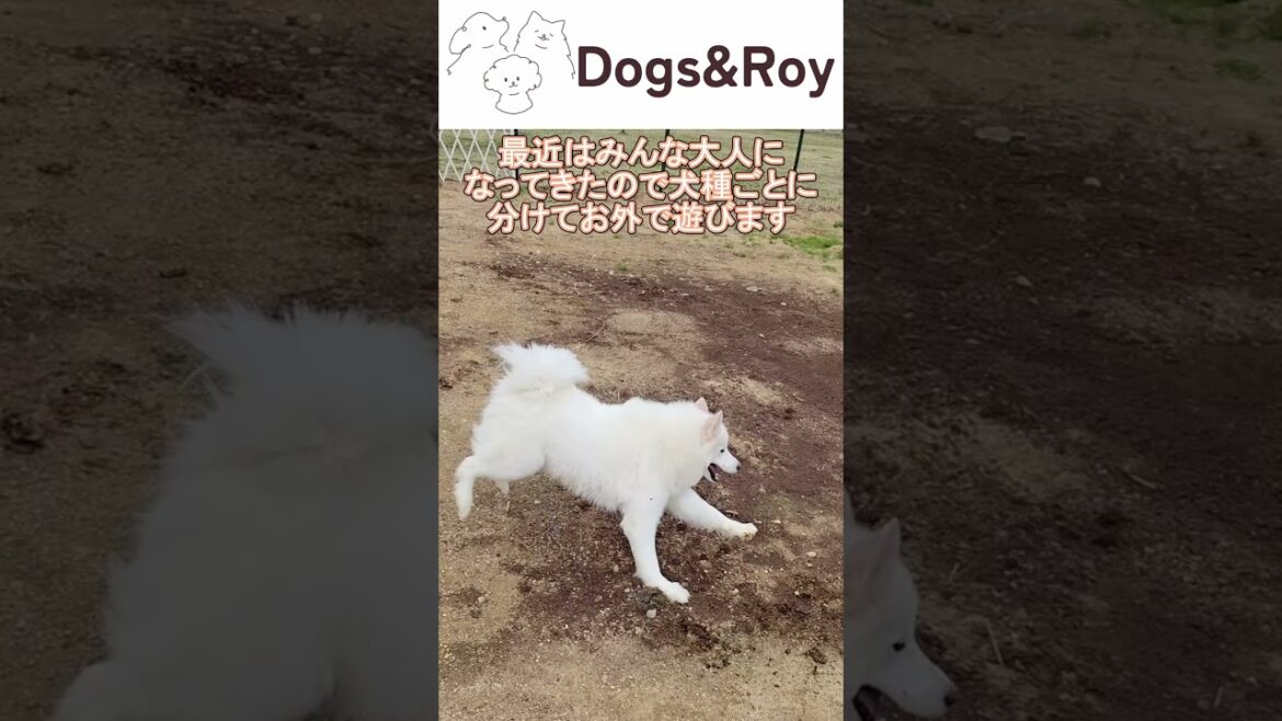 【サモエド】久々のドッグランで大はしゃぎする大型犬 #トイプードル #サモエド #ゴールデンレトリバー  #パピー #赤ちゃん #ブリーダー #子犬 #京都 #美山 #南丹市  #ドッグラン 【サモエド】久々のドッグランで大はしゃぎする大型犬 #トイプードル #サモエド #ゴールデンレトリバー  #パピー #赤ちゃん #ブリーダー #子犬 #京都 #美山 #南丹市  #ドッグラン