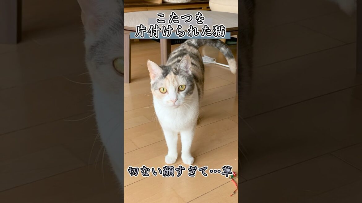 【悲報】こたつを片付けられた猫 #毎朝ミーコさん #cat