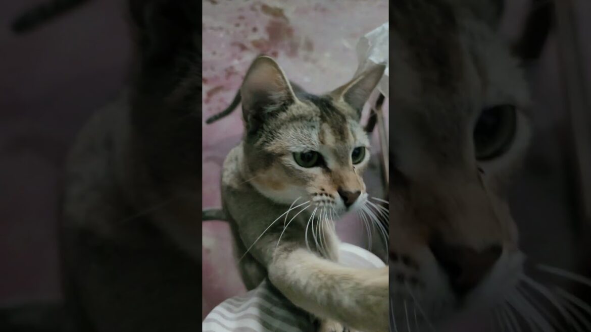 #cat #kitten #cute #eating #catlover #shorts