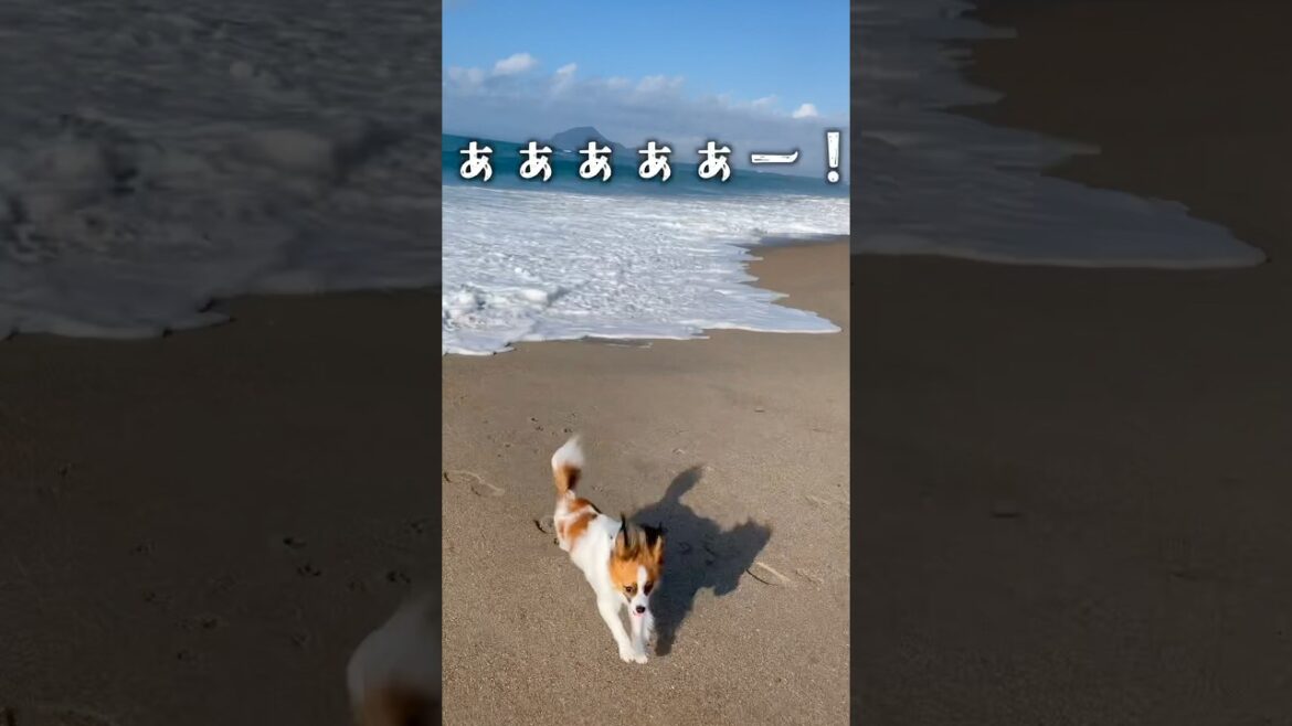 波なんて怖くないパピヨン　　　#犬 #パピヨン #papillon #可愛い