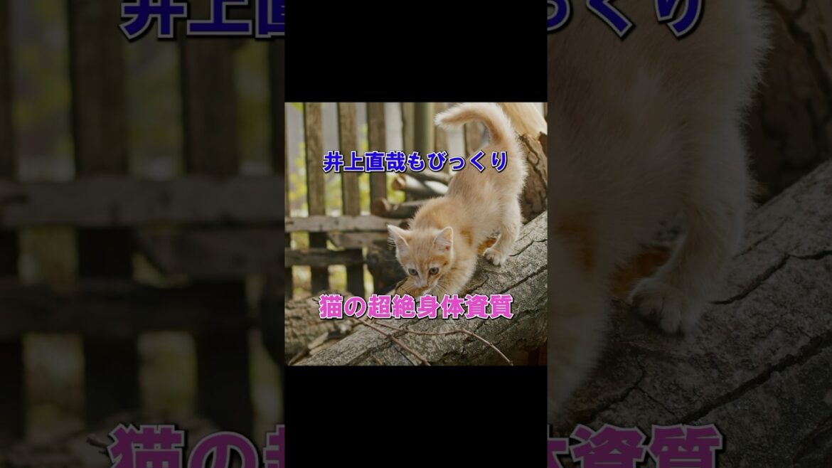 井上尚弥もびっくりな身体資質！進化の結集、超高速猫パンチ【野生動物の雑学】