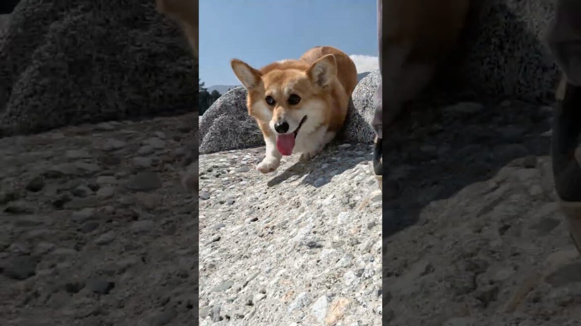 川辺を遊び心で歩くコーギー / A Corgi playfully walks along the riverside #コーギー #corgi #サクラ