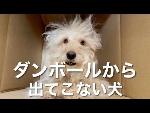 ダンボールが大好きな犬。 ダンボールが大好きな犬。