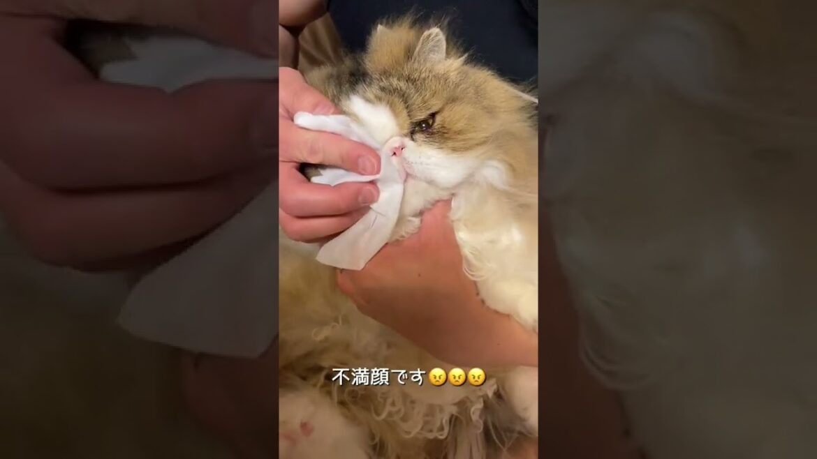 【ペルシャ猫】お顔拭き拭きタイム🤧 #shorts
