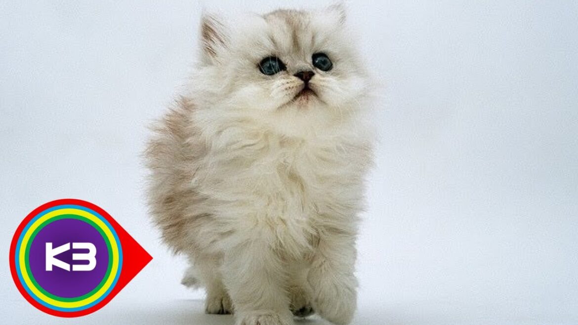 10 Most Popular Cat Breeds Around The World