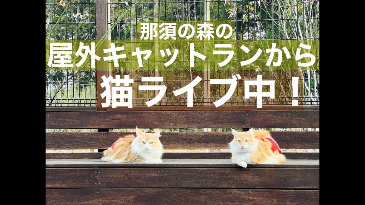 ウッドデッキから猫ライブ中！