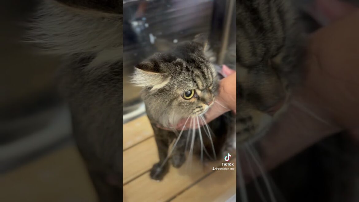 ペルシャのダッツくんが来てくれました　京都市南区　ペットサロンみぃ〜