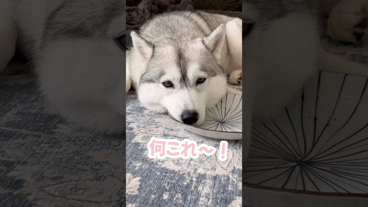 無言でおかわりを要求するハスキー #シベリアンハスキー #ハスキー #ハスキー犬 無言でおかわりを要求するハスキー #シベリアンハスキー #ハスキー #ハスキー犬
