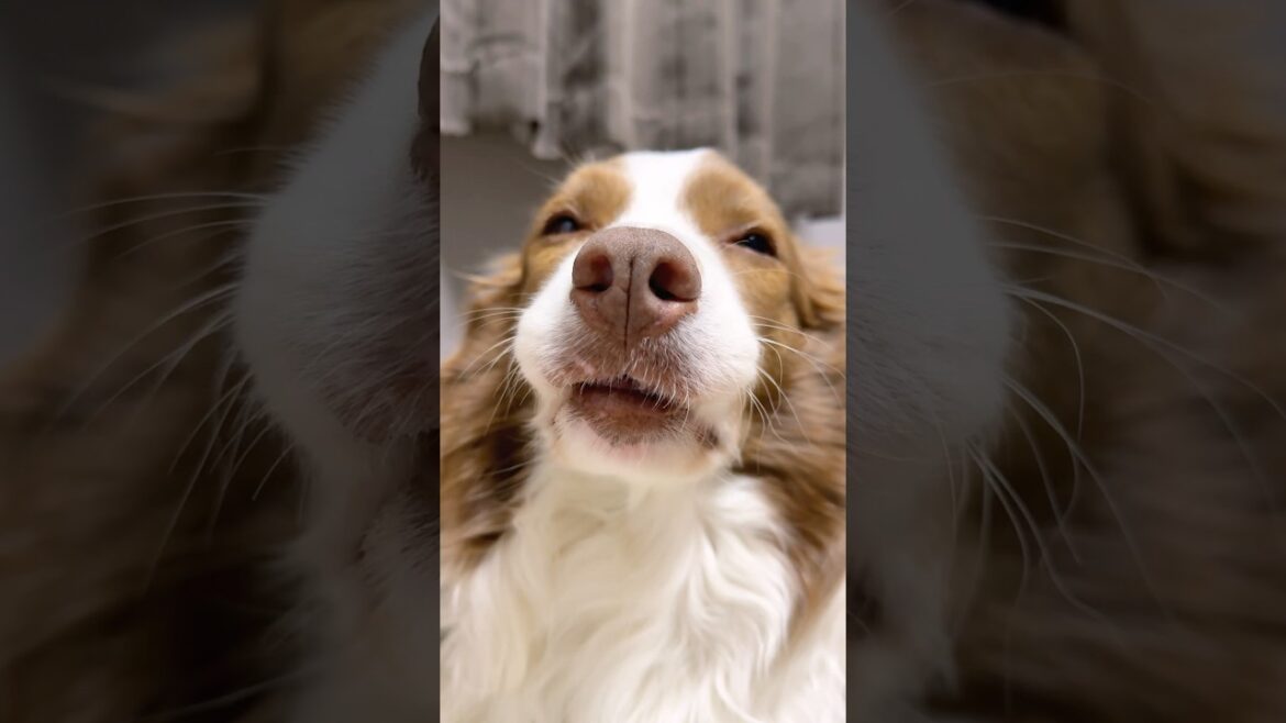 眠くてぽわぽわしてる犬が可愛すぎる😂【ボーダーコリー・オーストラリアンシェパード】#shorts
