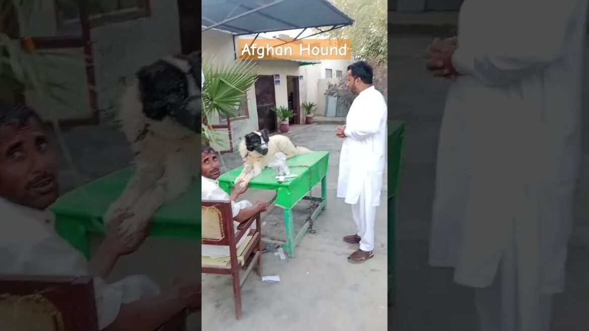 Treatment of Afghan Hound Dog #shorts