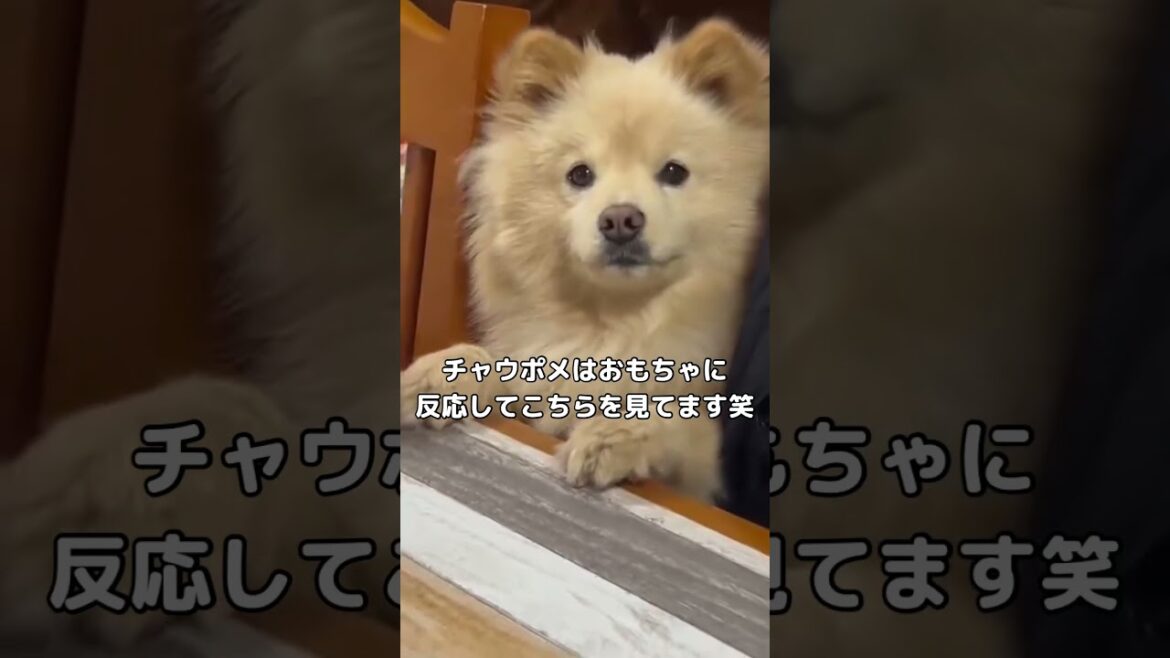 おもちゃが欲しいチャウポメの可愛さに語彙を失う私 #チャウチャウ #ポメラニアン #チャウポメ #shorts おもちゃが欲しいチャウポメの可愛さに語彙を失う私 #チャウチャウ #ポメラニアン #チャウポメ #shorts