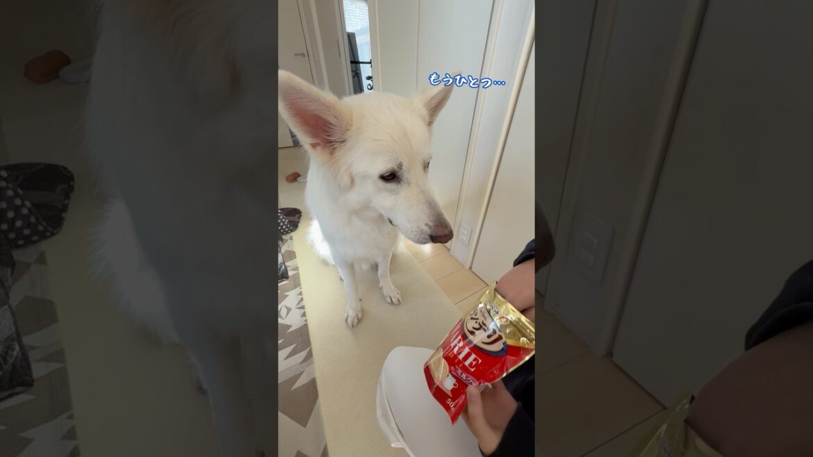 おやつの時はお姉ちゃんと協力的な大型犬【ホワイトシェパード】　#shorts