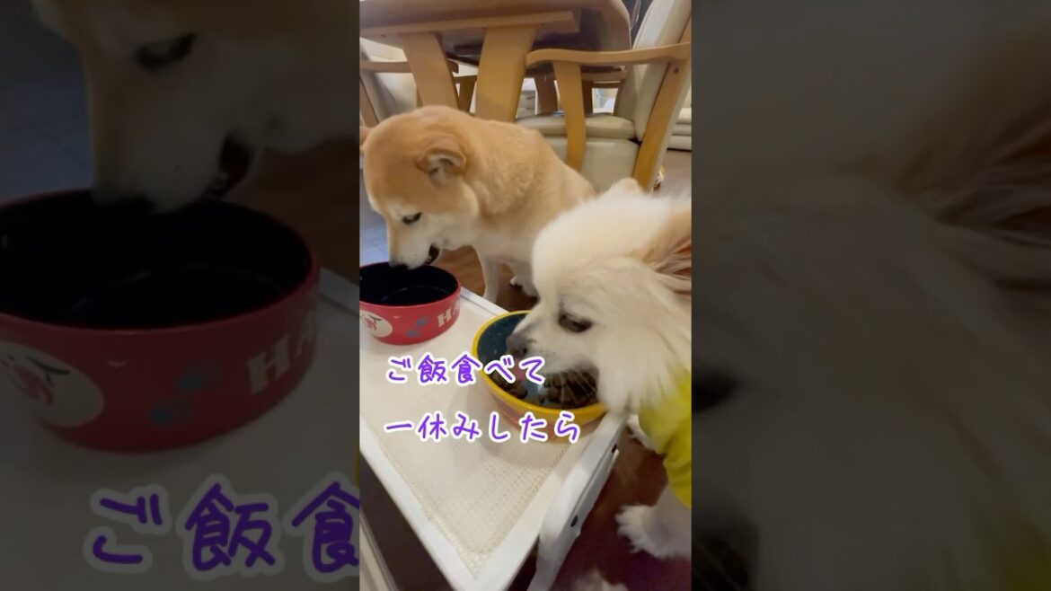 小雨の日 柴犬とポメラ