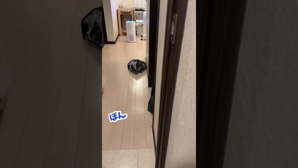 あのワードを言ってもなかなか来ない猫 #shorts