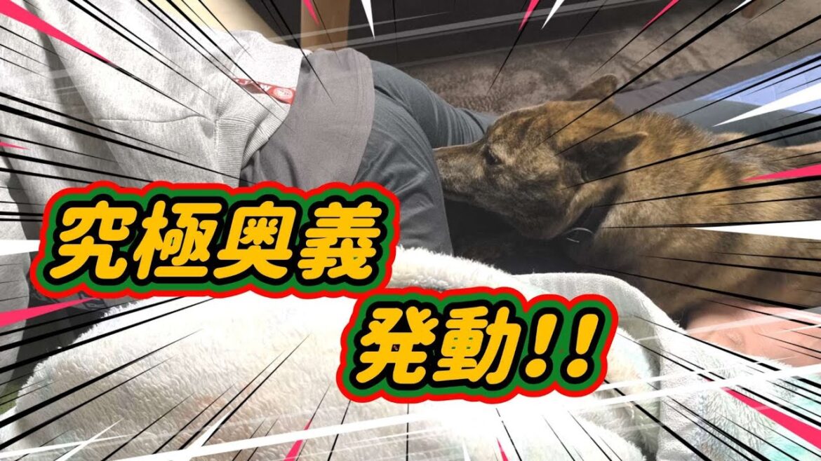 【甲斐犬 mix ハル】久しぶりにハルくんと一緒に寝ようとしたら…#甲斐犬