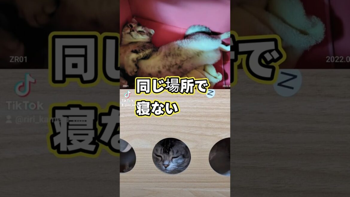 cat🐈いつも寝る場所を変える猫＃ねこ