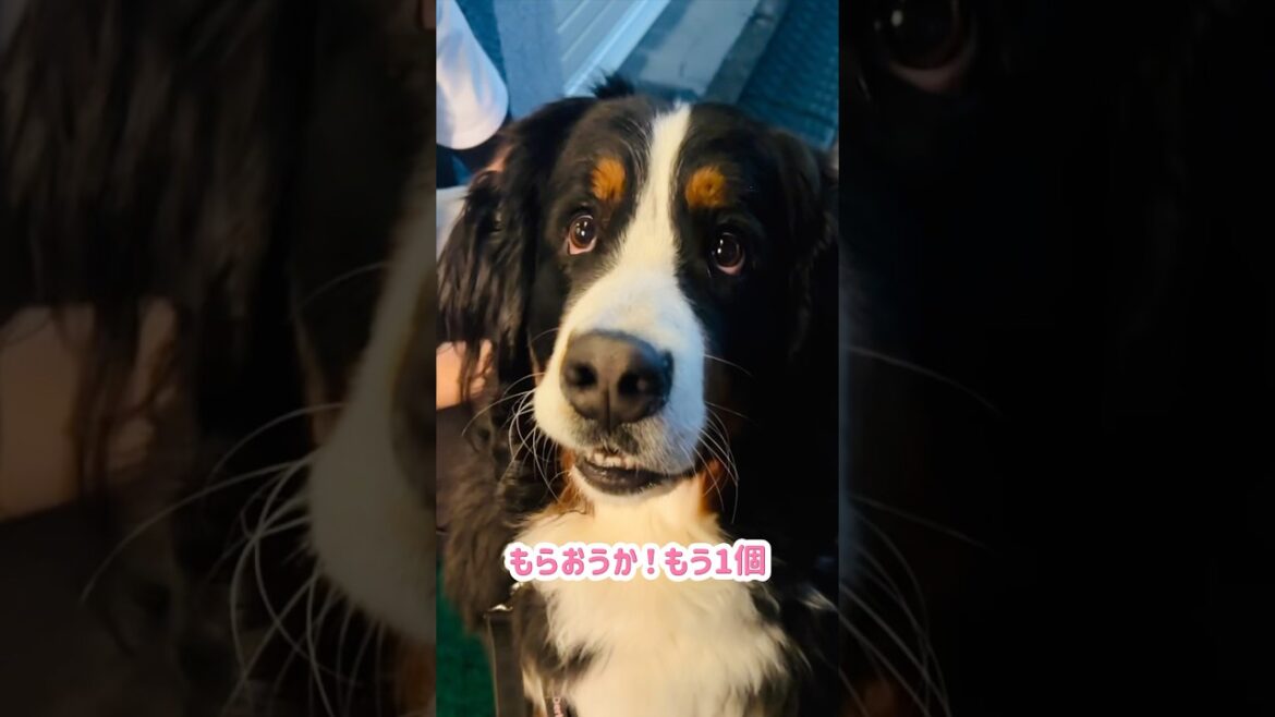 夜のお散歩で愛情❤️とおやつ🍪をたっぷりもらったバーニーズ🐾