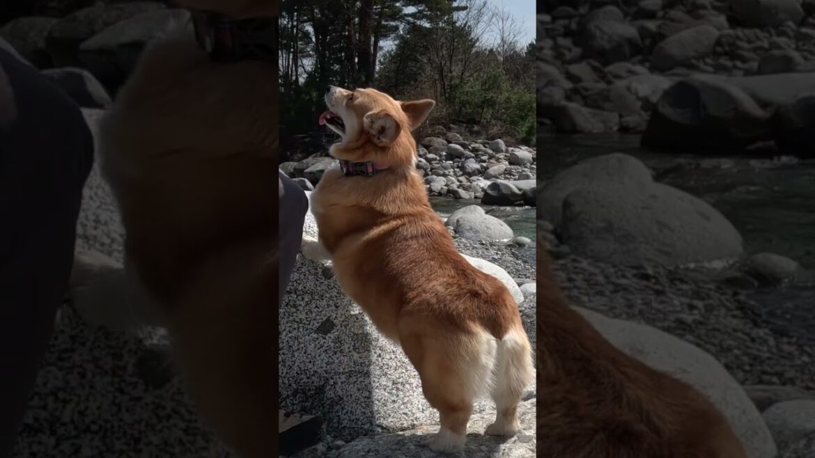 岩に前足をかけて甘えるコーギー / A Corgi putting its front paws on a rock, wanting to be close. #コーギー #corgi #サクラ